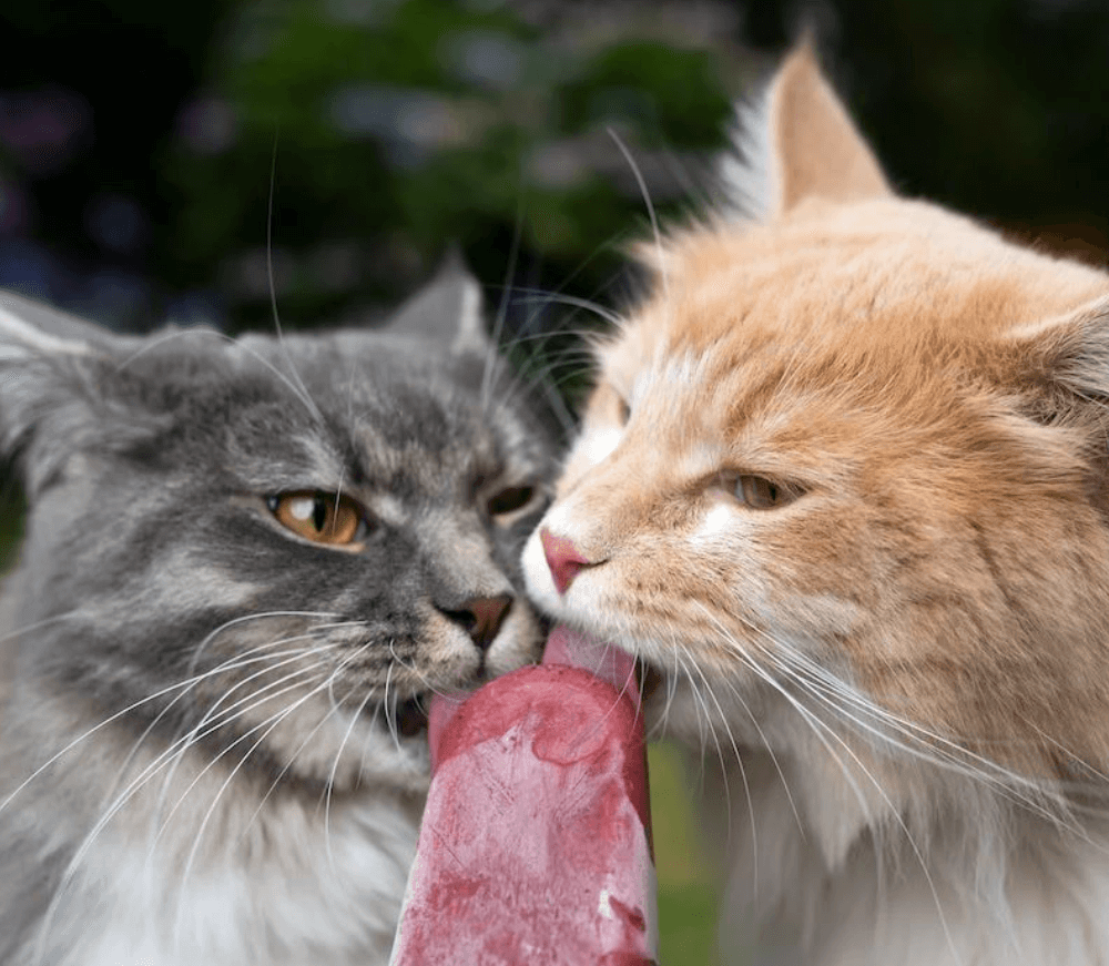 5 Delicious Frozen Cat and Dog Treat Recipes and Ideas