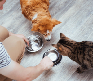 Helpful Tips for Mealtime in a Multi-Pet Household