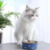 Stainless Paws